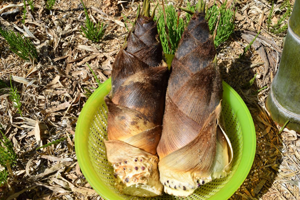 筍 生産・加工・販売