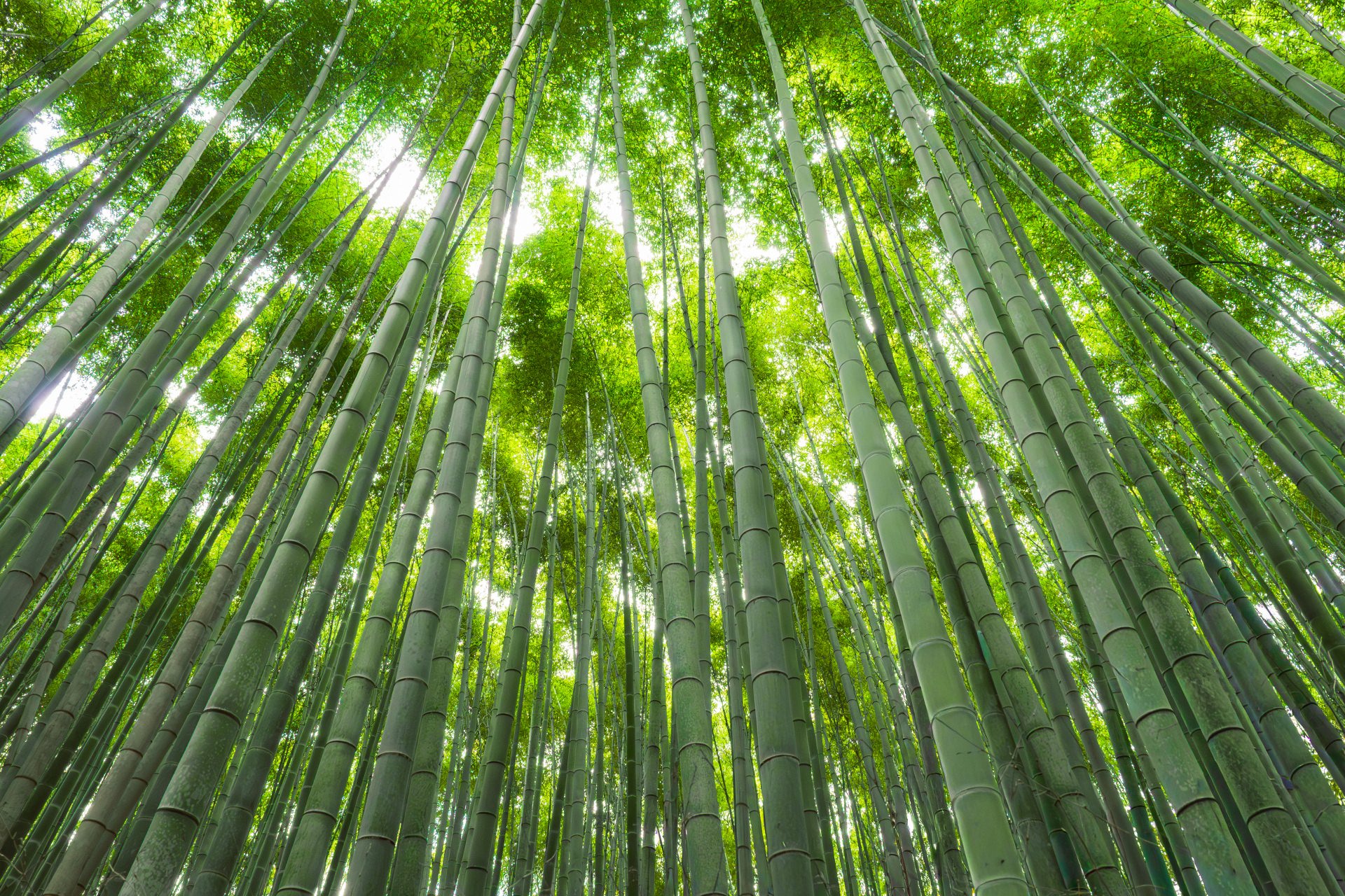 竹を通じたご縁